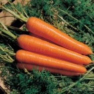Картинки по запросу фото семена моркови